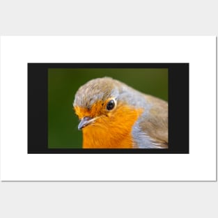 Robin Redbreast Posters and Art